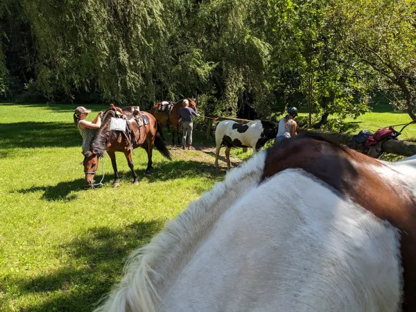 Bild von Daniela Rothaler
