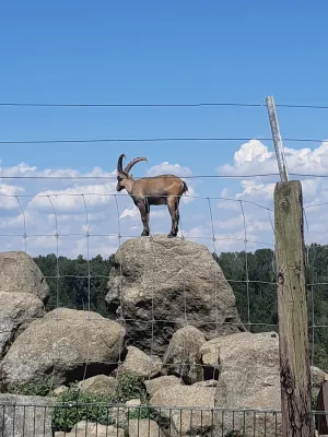 Wildparkbuffet