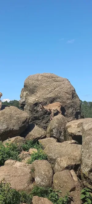 Wildparkbuffet