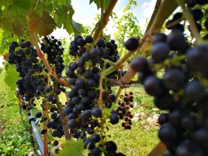 Bleimer Schloß Wein & Sekt