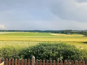 Hirsch Im Grünen