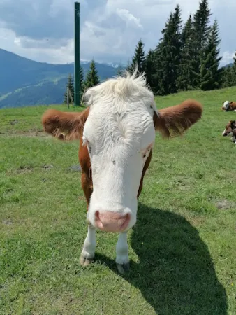 Bild von Marchbachjochalm