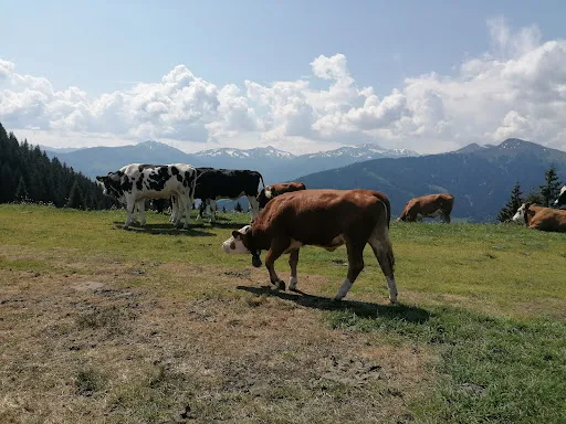 Bild von Marchbachjochalm