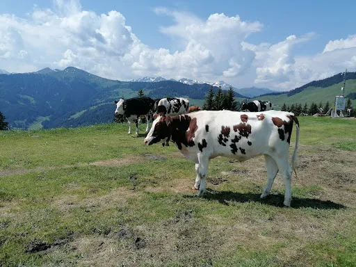Bild von Marchbachjochalm