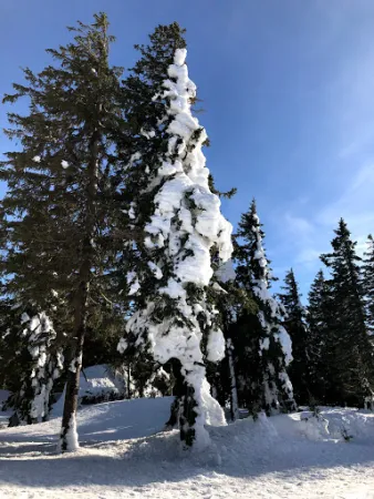 Bild von Skiarena Hochficht