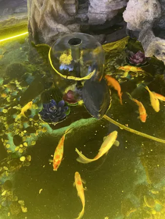 Bild von China-Restaurant Goldener Drache
