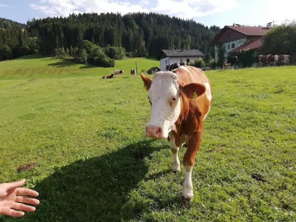 Bild von Buschenschank Familie Rest