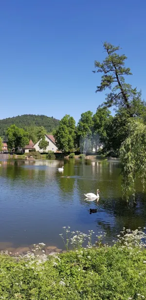 Traube