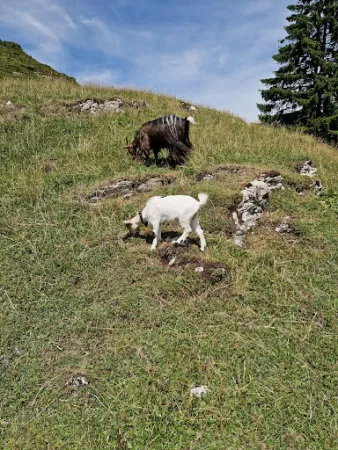 Bild von Kafma Alm