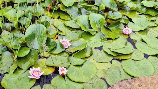 Bild von Europa-Rosarium Sangerhausen