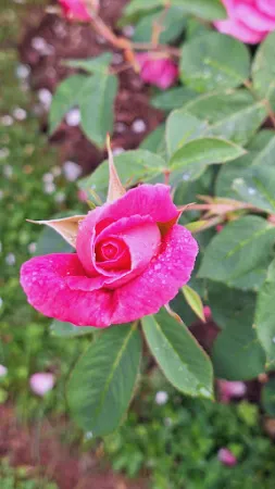 Bild von Europa-Rosarium Sangerhausen