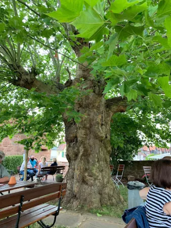 Bild von Biergarten Rosenhöhe