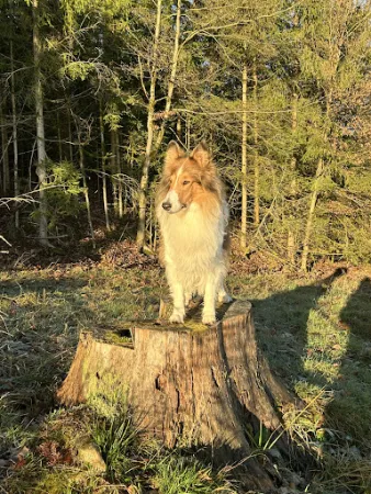 Bild von Gasthof Zum Brunnenfeger