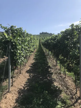 Bild von Ausschank Rebmuttergarten, Weingut Kloster Eberbach