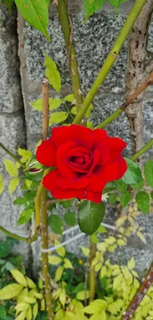 Bild von La Rina
