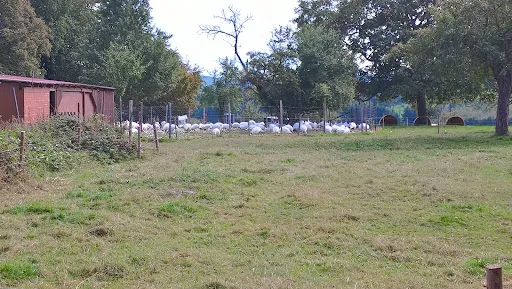 Bild von Biergarten im Baumgarten, Rast - und Jausenstation mit Selbstbedienung.