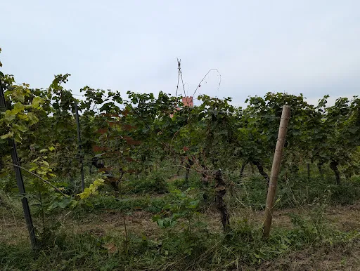 Bild von Rheingarten