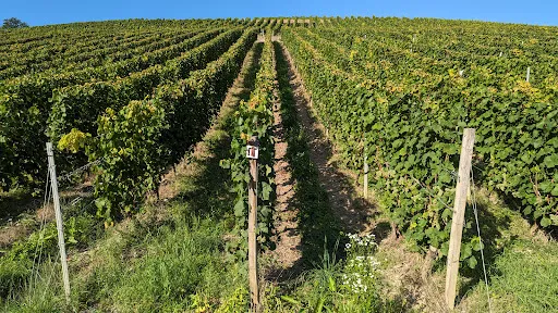 Bild von Restaurant Chamamé in der Weinbar Künstler
