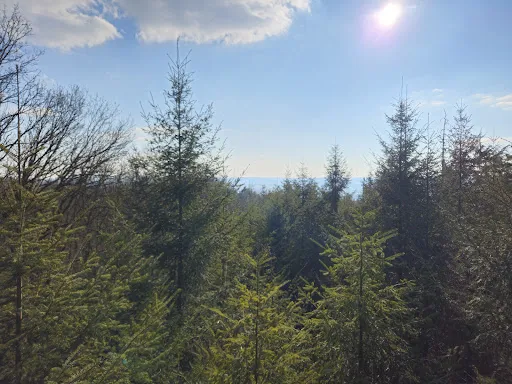 Bild von Baumkronen Lodge