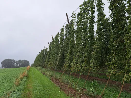 Bild von Hopfenerlebnishof