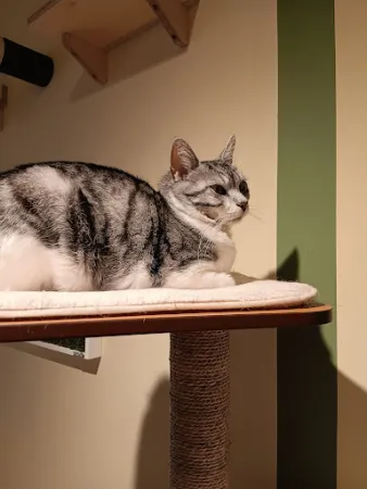Bild von Katzentempel Minden