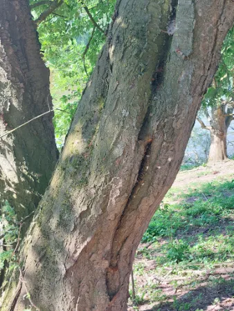 Bild von Biergarten Zum südlichen See