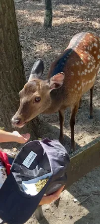 Bild von Fuchsbau-Imbiss im Tier-, Freizeit- und Saurierpark Germendorf