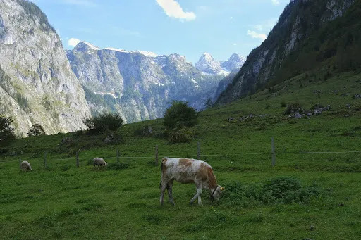 Bild von Alpengaststätte Saletalm