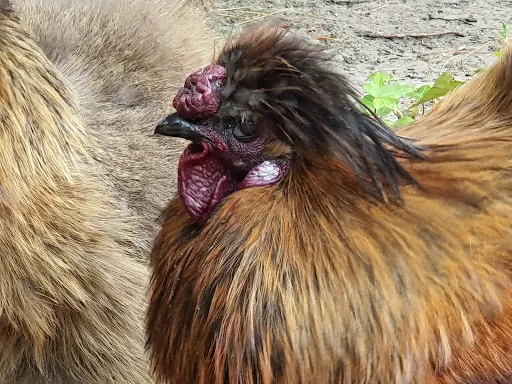 Bild von Burger Hofbrennerei