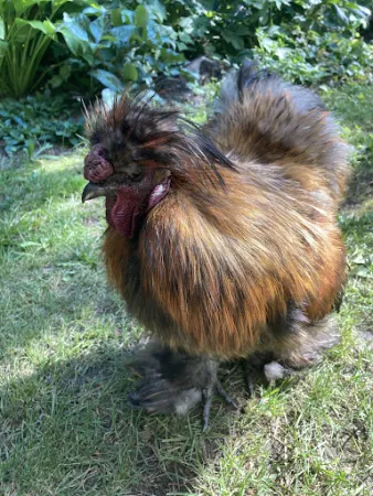 Bild von Burger Hofbrennerei
