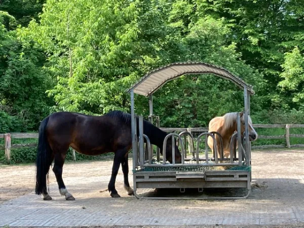 Bild von manuela conrad meier