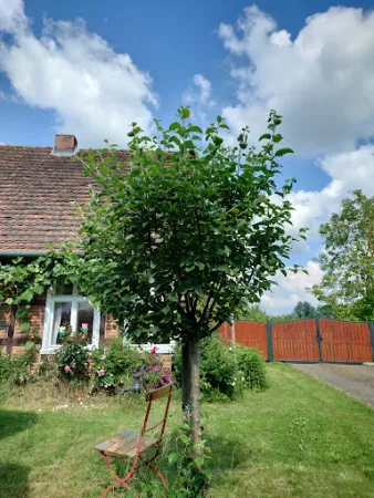 Bild von Hofcafè & Bistro Zur Alten Mühle Rühstädt