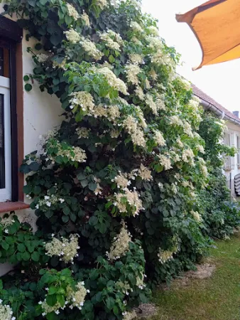 Bild von Café "Zum Kirschbaum"