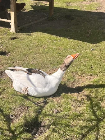 Bild von Spargel- und Erlebnishof Klaistow
