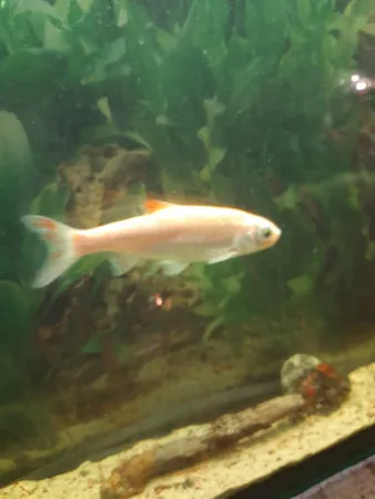 Bild von Fischgaststätte Zur Quelle