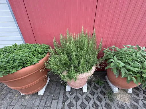Bild von Trattoria Olio
