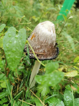 Bild von Deysingslust