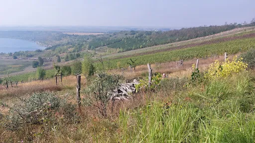 Bild von Weinberg Goldener Steiger - Straußwirtschaft am Geiseltalsee
