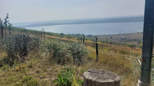 Bild von Weinberg Goldener Steiger - Straußwirtschaft am Geiseltalsee