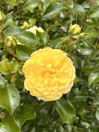 Bild von Rosencafe