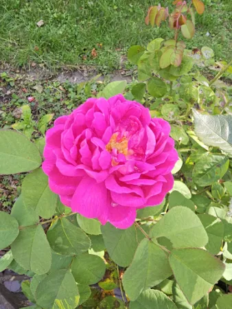 Bild von Zur Müllerei