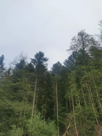 Bild von Restaurant Albacher Stuben