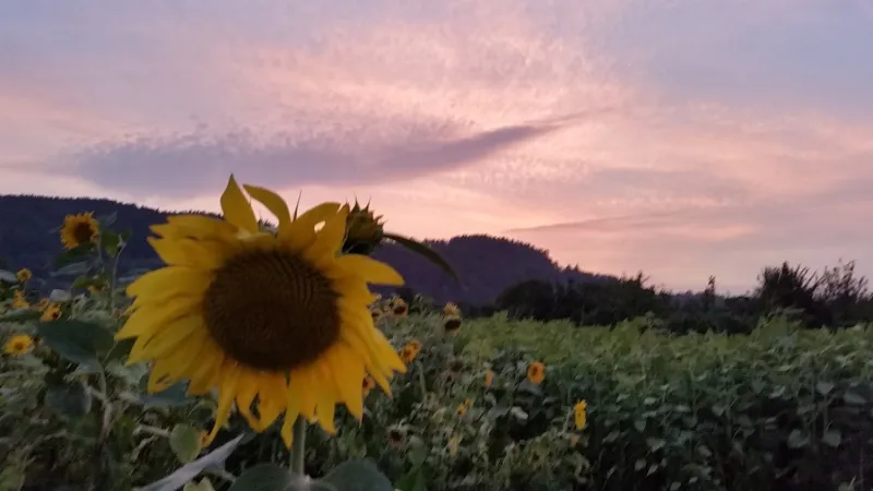 Bild von undefined