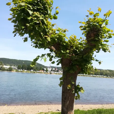 Bild von Ristorante Madonnina
