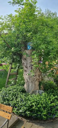 Bild von Cafè und Pension "Nocheinmal"