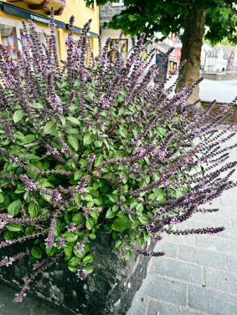 Bild von Can VaRa