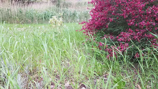 Bild von Zu den Linden