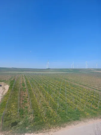 Bild von Trautwein - Das Winzerhotel am La Roche