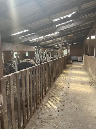Bild von Hofladen Straussenfarm Ostseeblick