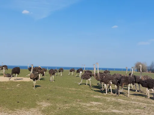 Bild von Hofladen Straussenfarm Ostseeblick